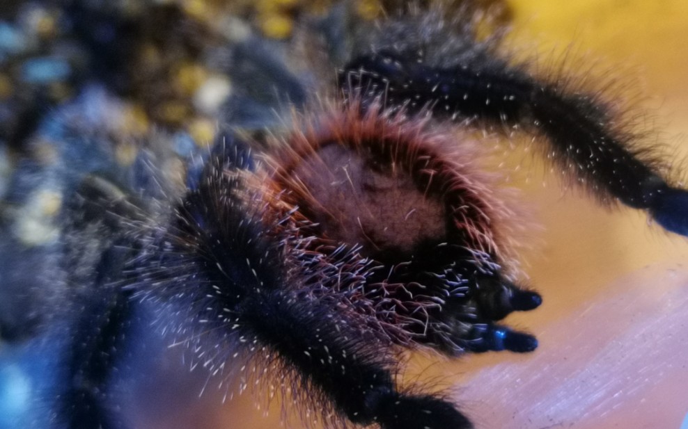 up蛛的新欢亚马逊紫粉趾捕食