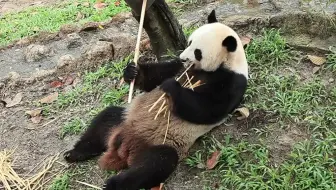 国宝级熊猫
