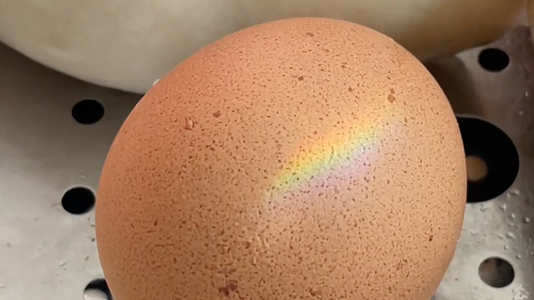有人见过彩虹鸡蛋吗