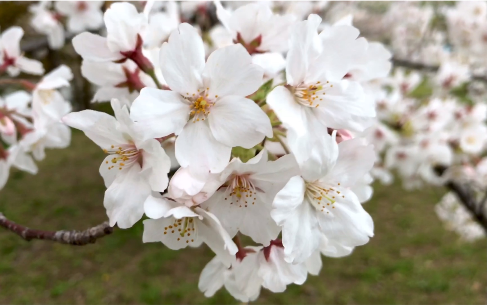 【千本樱】东京江东区的小松川河岸居然有这么多樱花