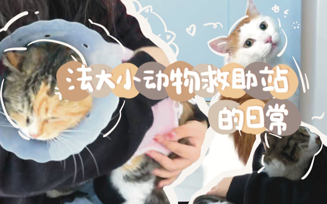 修猫修猫!法大小动物救助站的日常哔哩哔哩bilibili