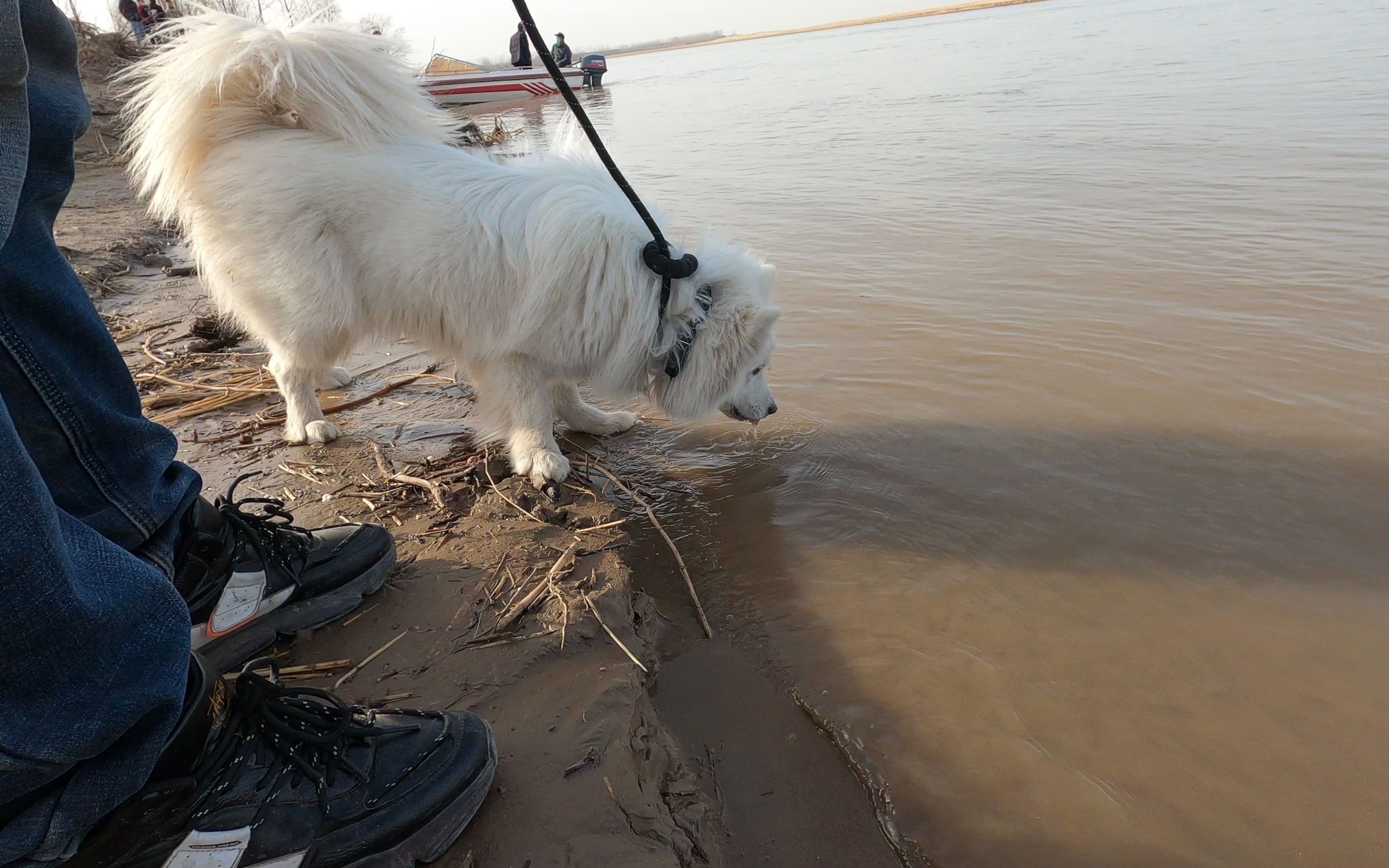 vlog 在郑州看气势雄伟的黄河水流过  狗狗喝黄河水 4k超清