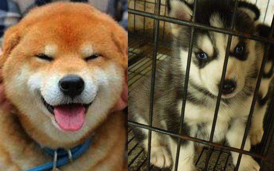 柴哈组秦风裴尚轩恋爱循环