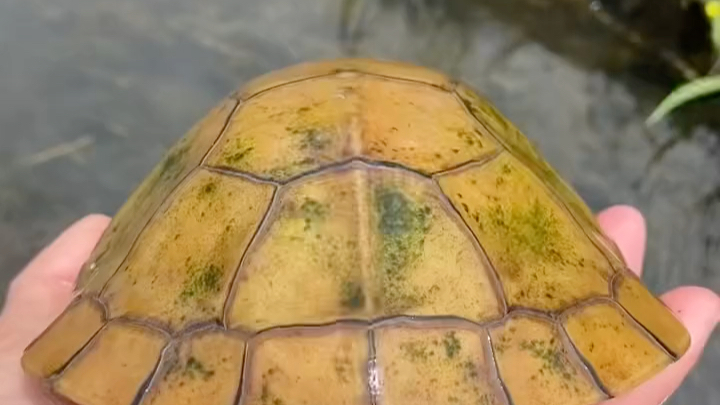 皖南的小佩奇与她的家人们黄喉小青龟皖喉纯种三黄小青