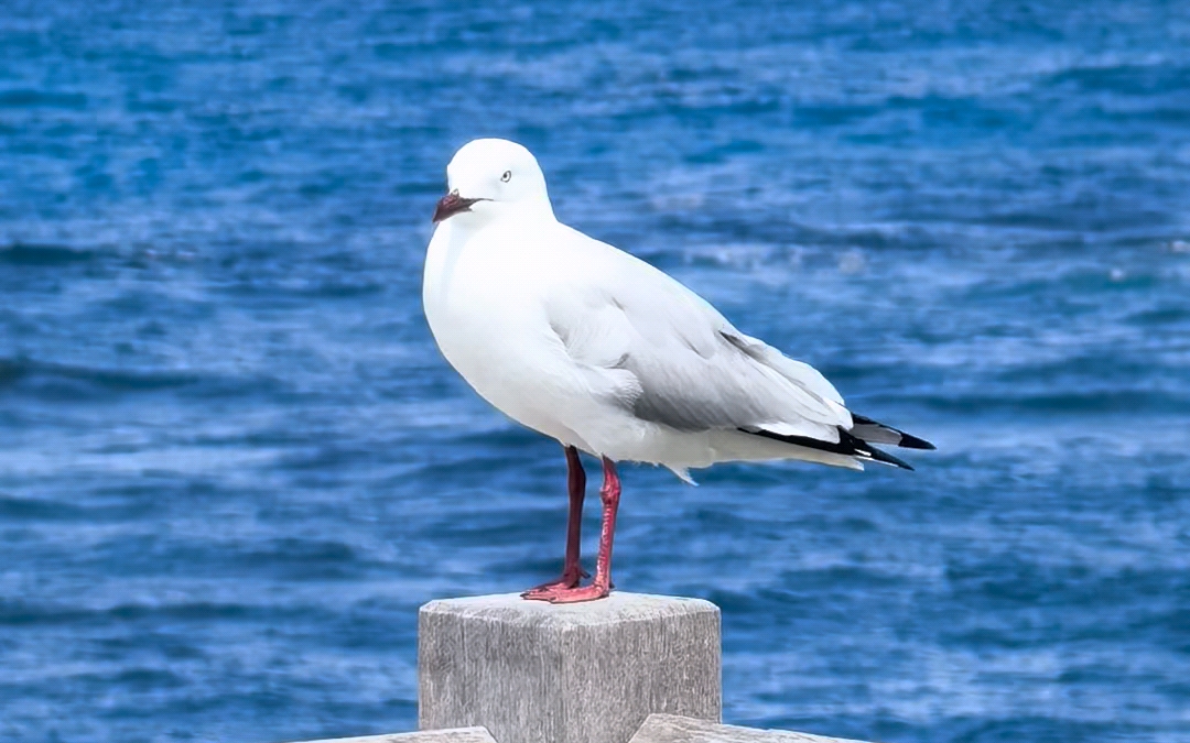 孤独的红嘴鸥站立在栅栏上