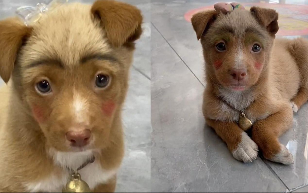 女孩给狗狗画"纯欲妆"!