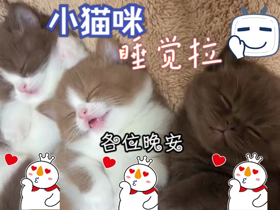 小猫咪睡觉了!!!各位晚安,好梦.up要赶论文!!!!哔哩哔哩bilibili