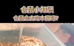 下载视频: 仓鼠小知识第78集：仓鼠会去吃木屑吗？