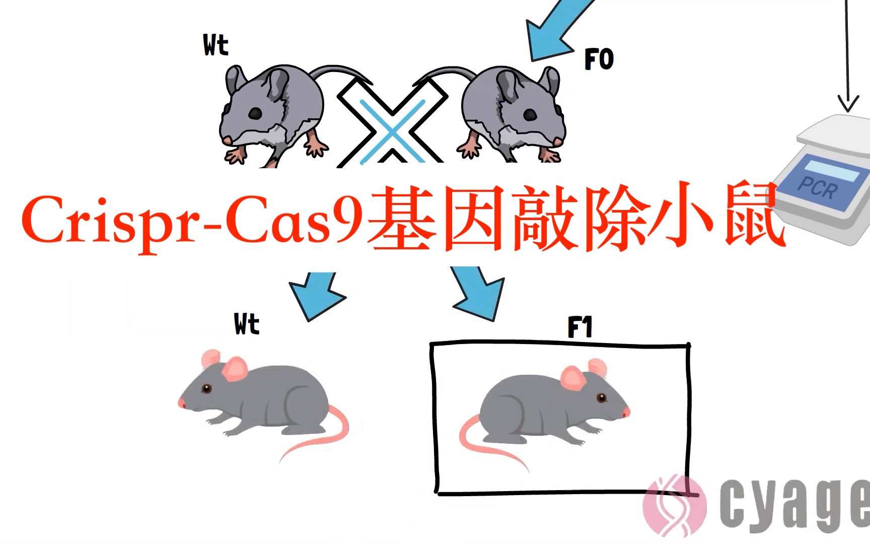 CrisprCas9 基因敲除小鼠的基础知识哔哩哔哩bilibili