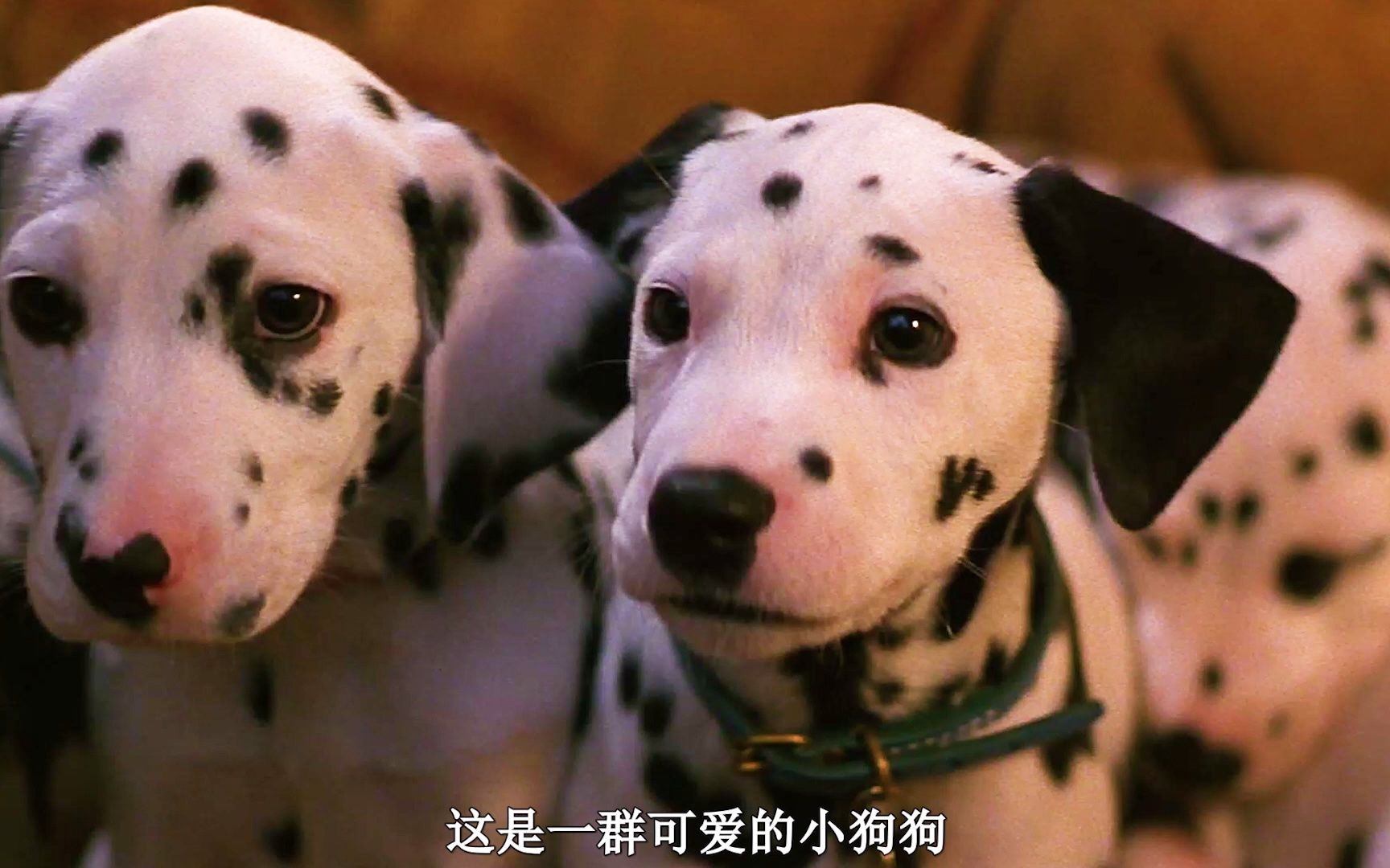 老魔女一心抓狗狗制作狗皮大衣,结局大快人心《101真狗》喜剧中集