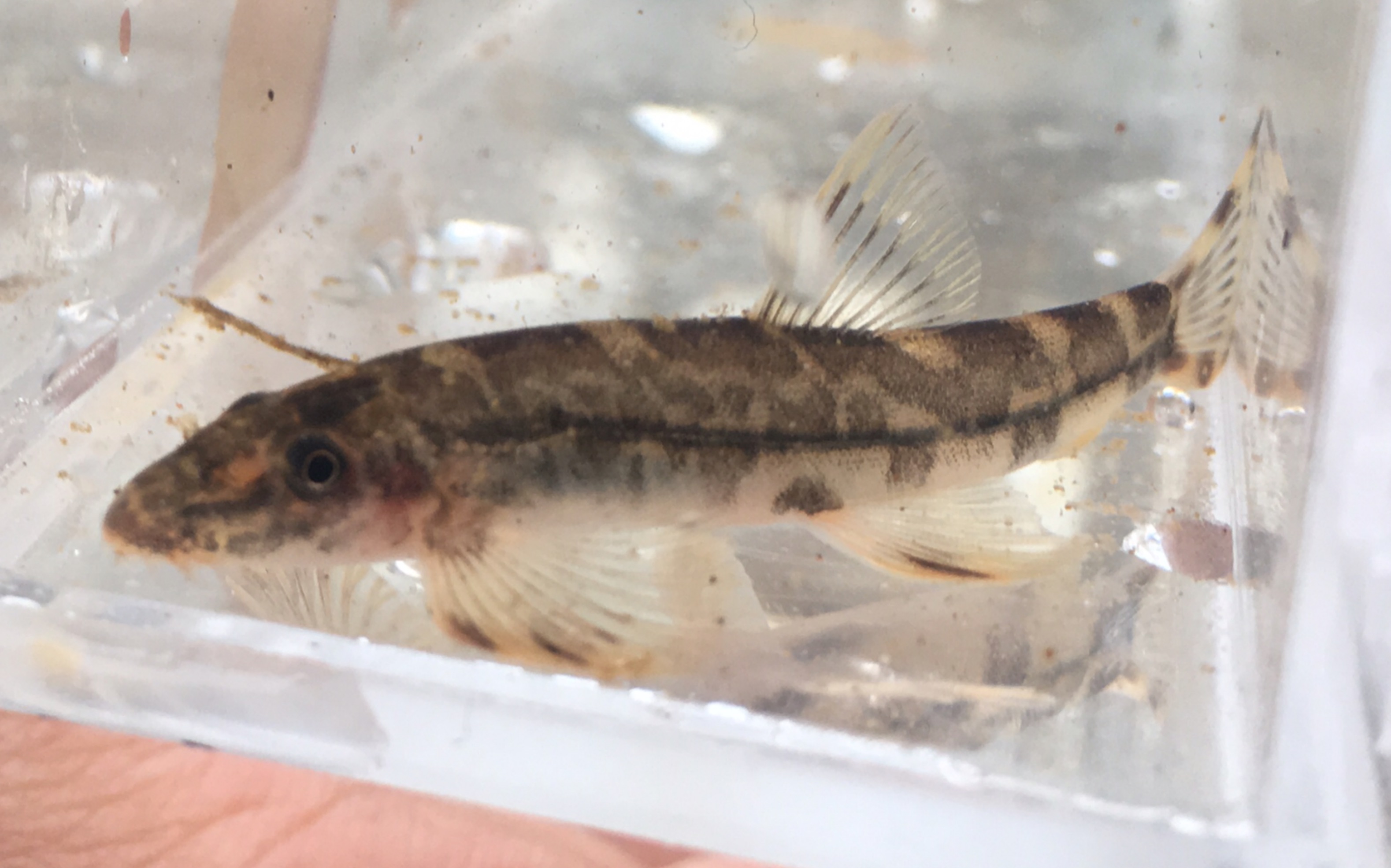 这条是啥,感觉很熟悉,小时候经常见.缨口鳅?