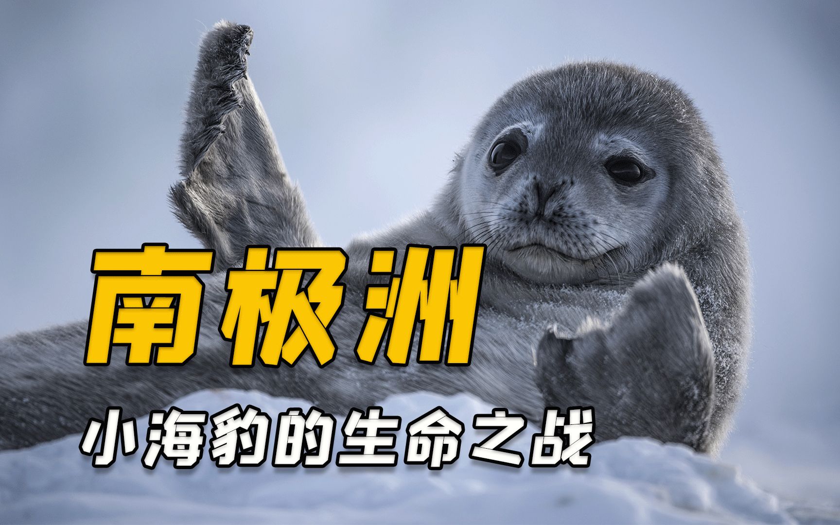 嘿 !面 对 疾 风 咯 !-光仔萌兽日记-光仔萌兽日记-哔哩哔哩视频