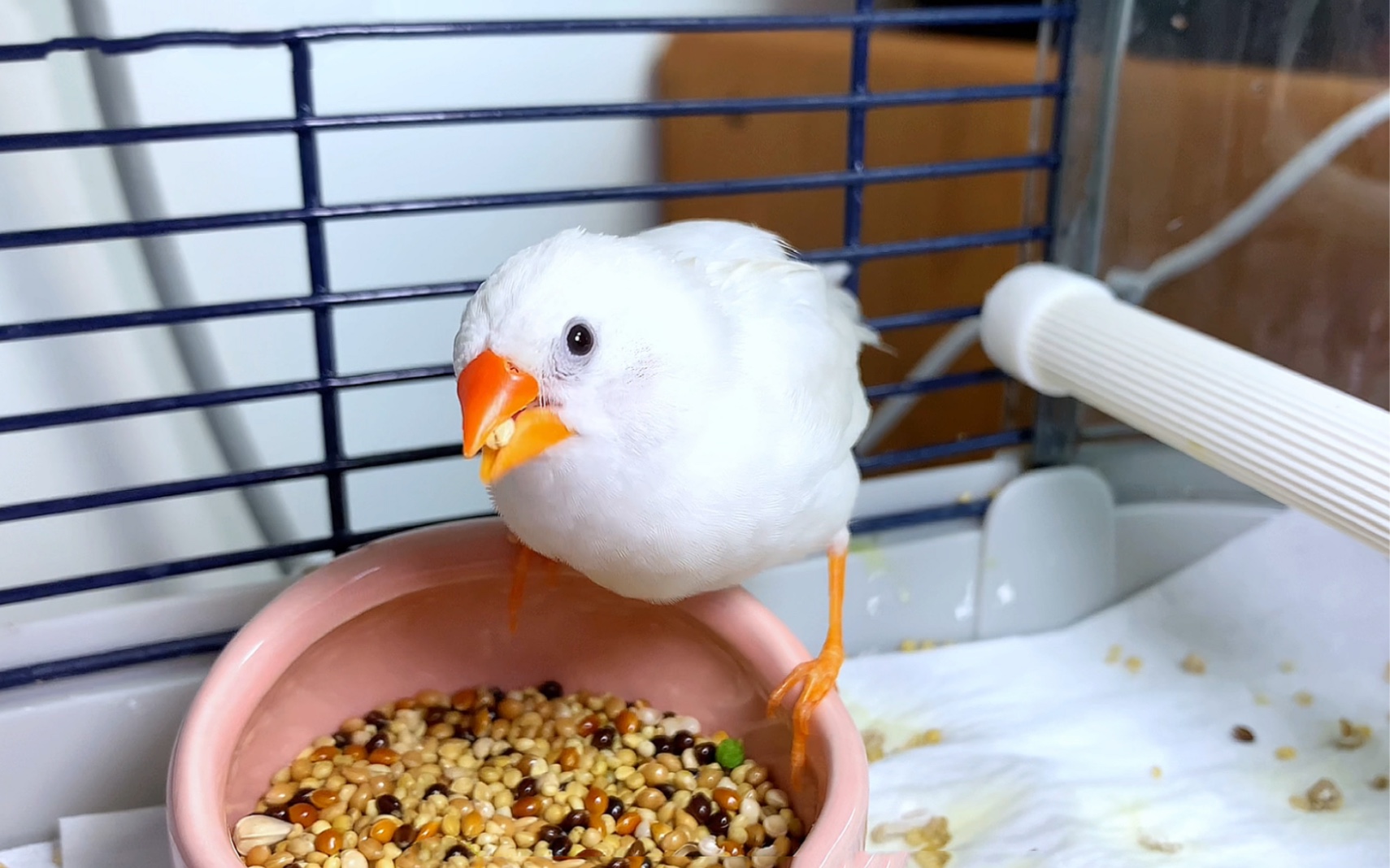 鸟食搭配:给你看看珍珠鸟吃什么嘎嘎香