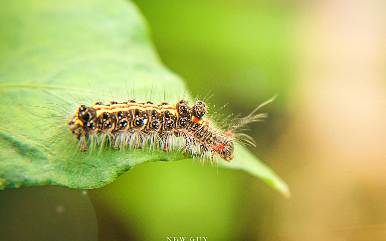 二下:《小毛虫》(含课件教案) 名师优质课 公开课 教学实录 下册 2
