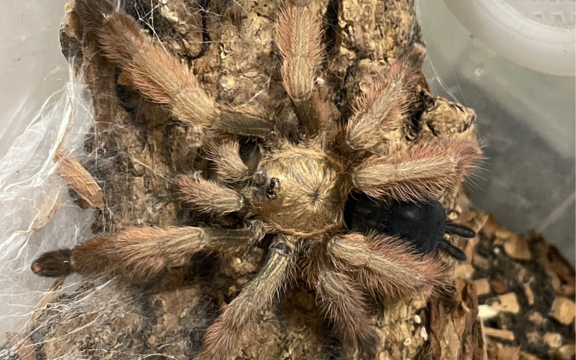 【小陆的vlog】捕鸟蛛苔藓造景系列(误入一只树皮造景的所)