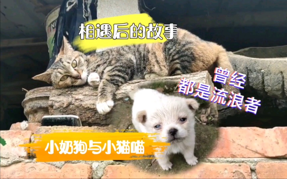 流浪猫与流浪狗,收养后的乡村生活,成长日记…哔哩哔哩bilibili