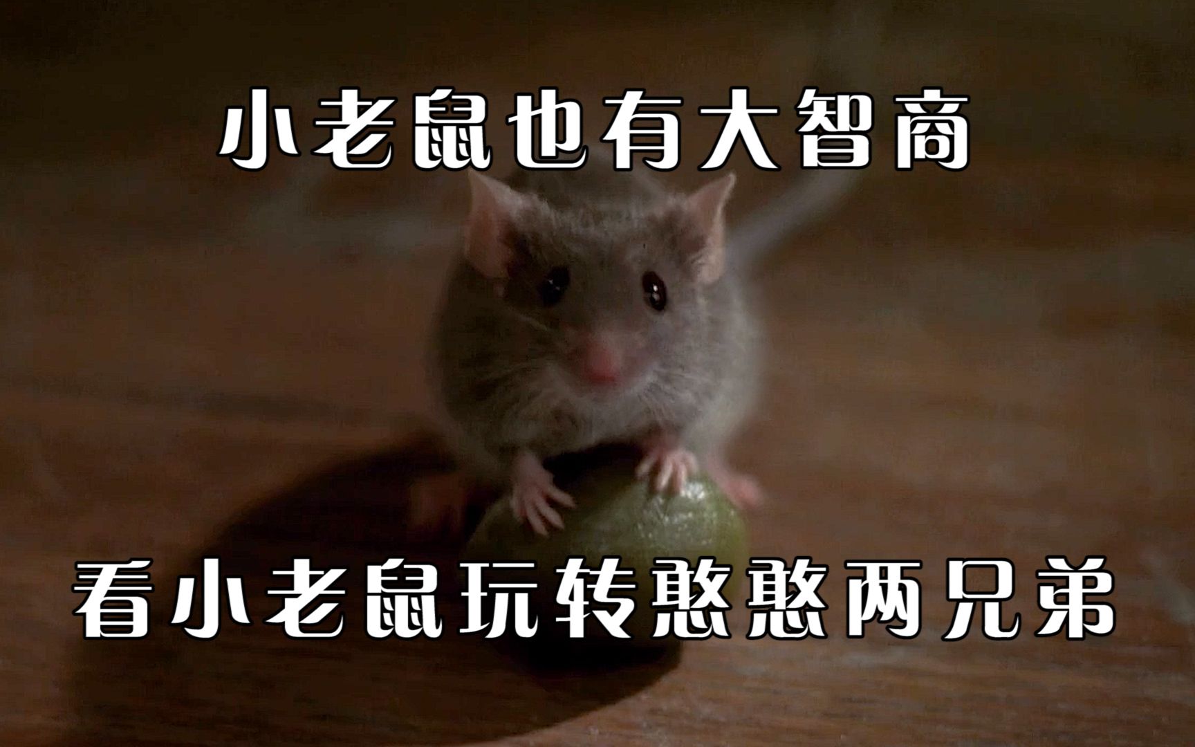 小老鼠也有大智商看小老鼠玩转憨憨两兄弟