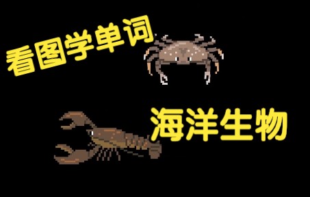 [看图学单词] 海洋生物 Animals Under the Sea哔哩哔哩bilibili