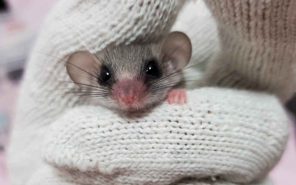 西班牙睡鼠-(小龙猫)成为一个"赛车手"后速度有多快!