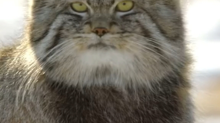 肥猫肥猫搞笑版来喽