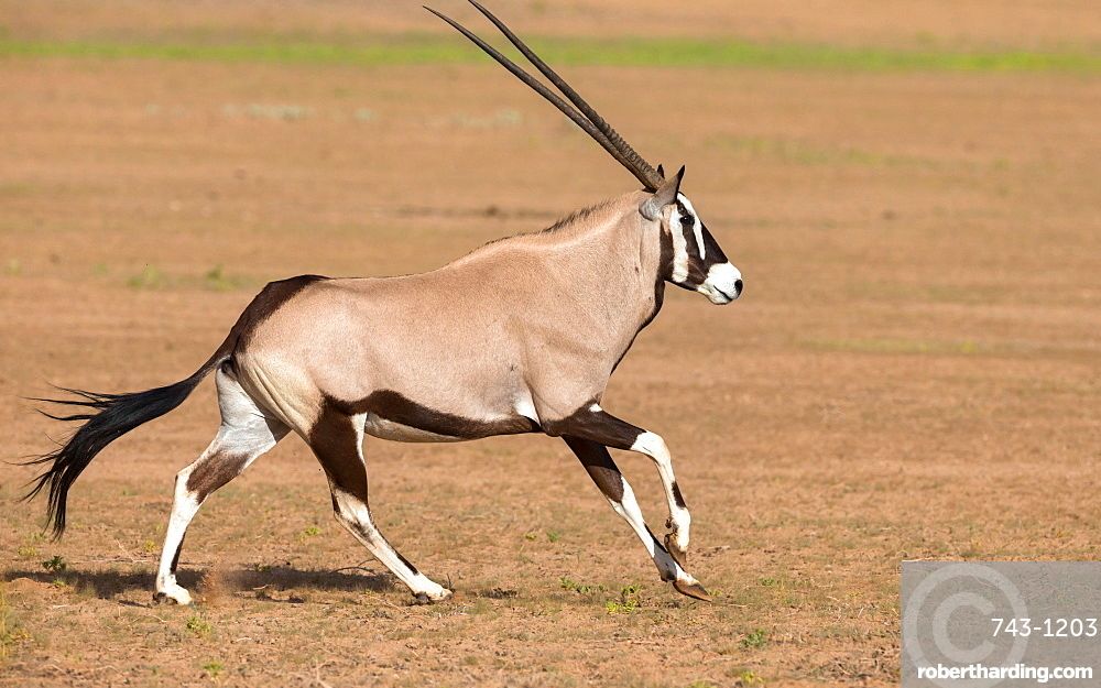 【搬运】动物园之星·南非剑羚沙漠绿洲速建_哔哩哔哩_bilibili