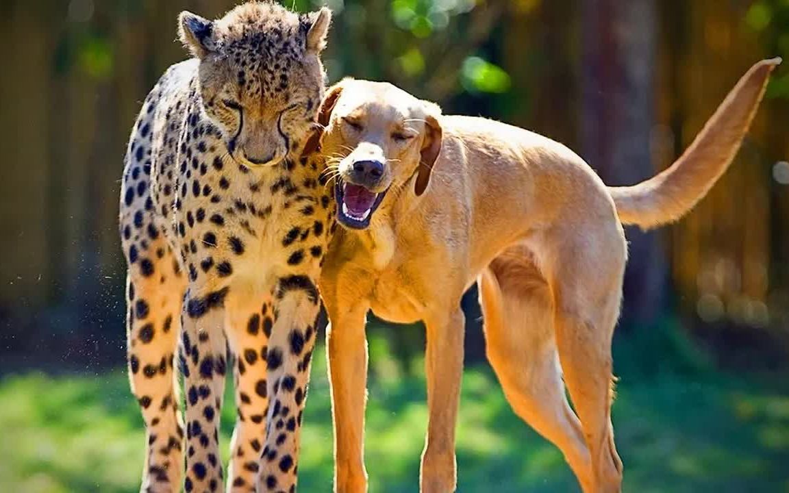 动物界中意想不到的好朋友 98 93