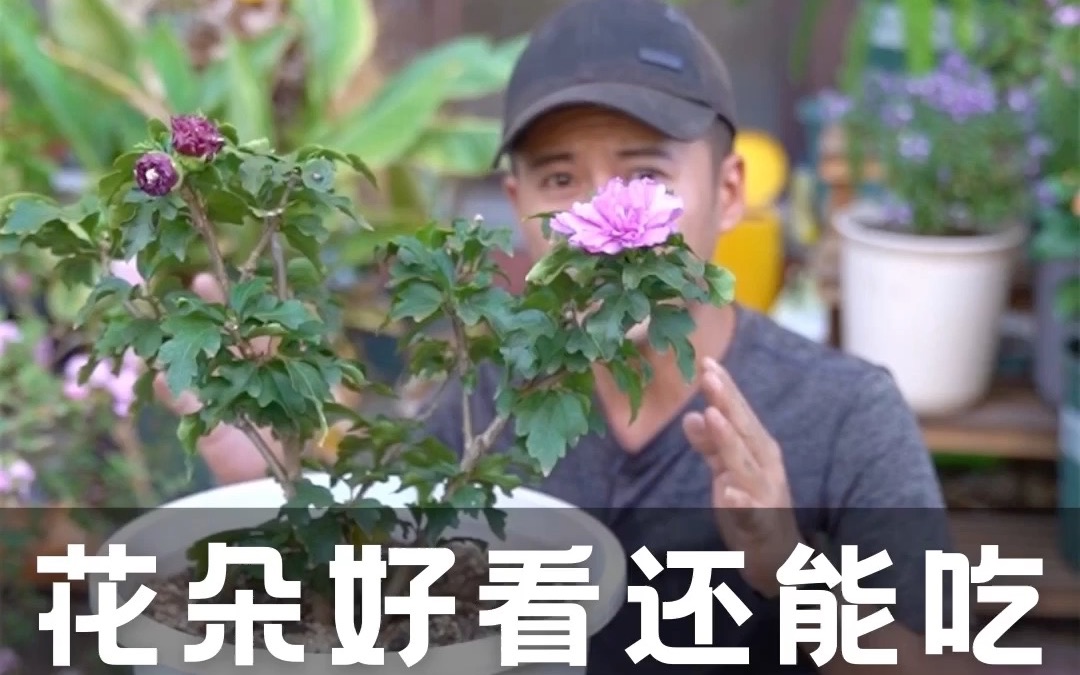 [图]花朵能看还能吃，耐热耐晒超皮实，懒人就养木槿花