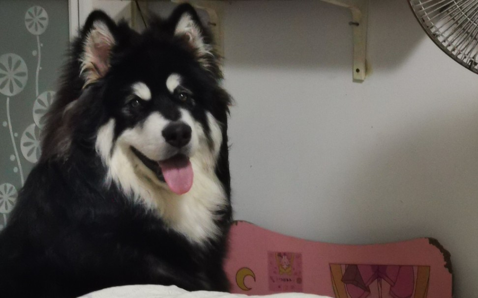 阿拉斯加歪头杀