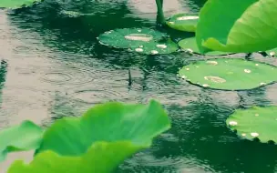 Скачать видео: 432HZ的雨声是能让人体达到极度舒适的频率，荷塘雨声，白噪音，聆听大自然的声音