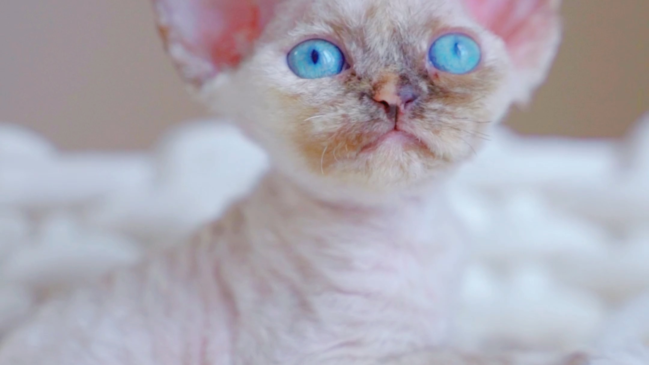 蓝眼睛的格格巫「德文卷毛猫」