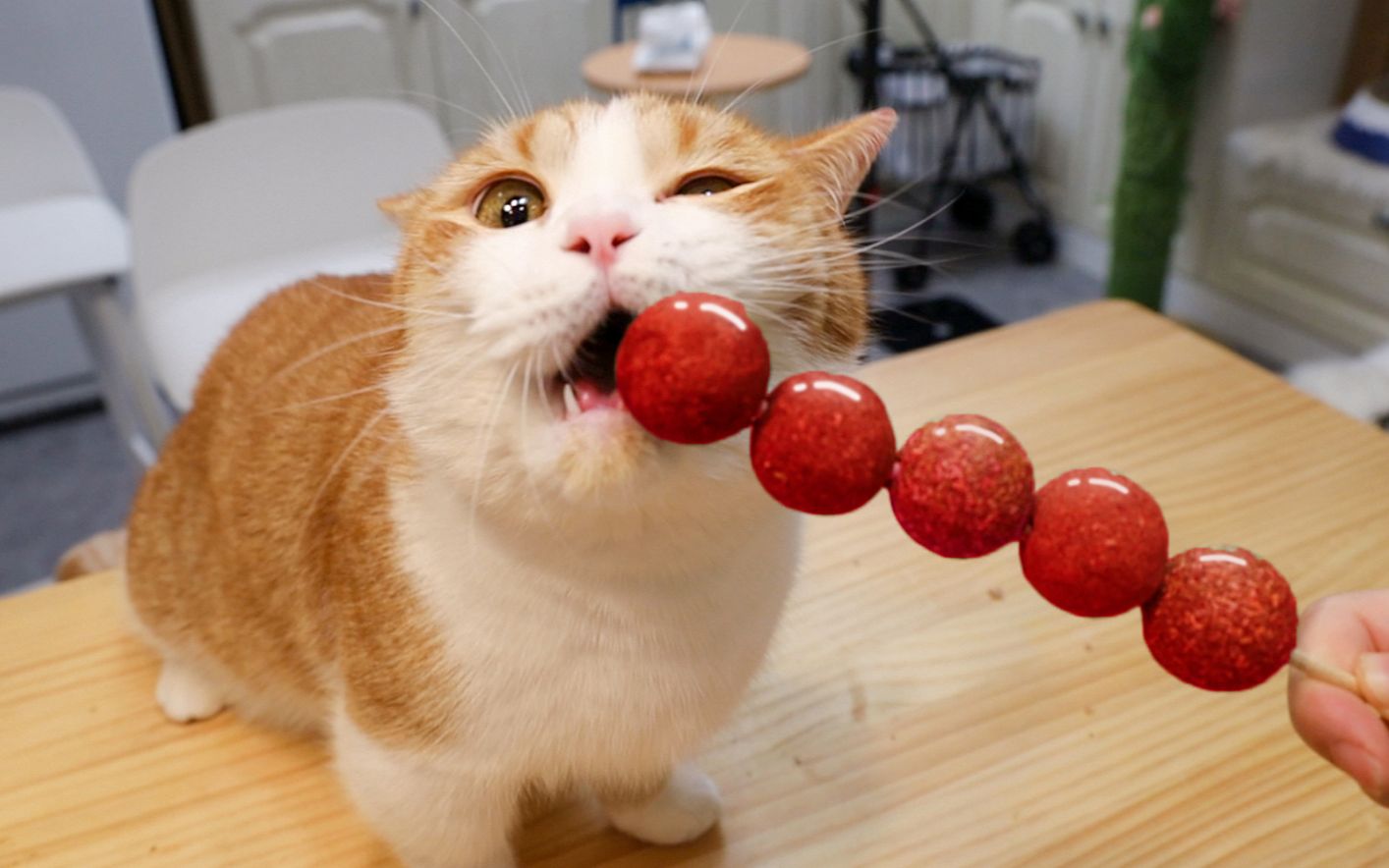 猫薄荷糖葫芦!我小猫咪今天就要吸翻在这儿!