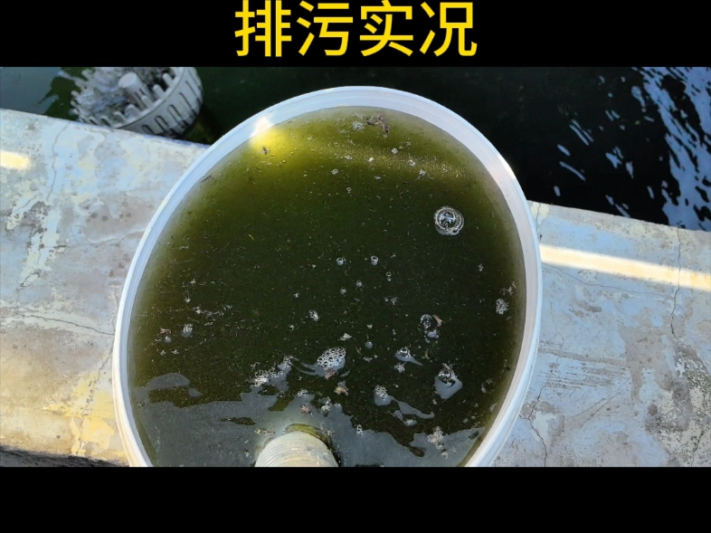 20分钟就要排出这么一桶污水,大概5L,这是一个35吨水的锦鲤鱼池,可以想象一下,如果没有自动排污,这些污染物全部都会挂到滤材上面,或者沉积到...