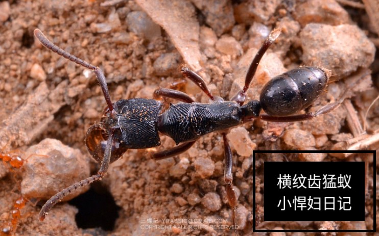 [图][横纹齿猛蚁] 小悍妇日记 01 投食樱桃