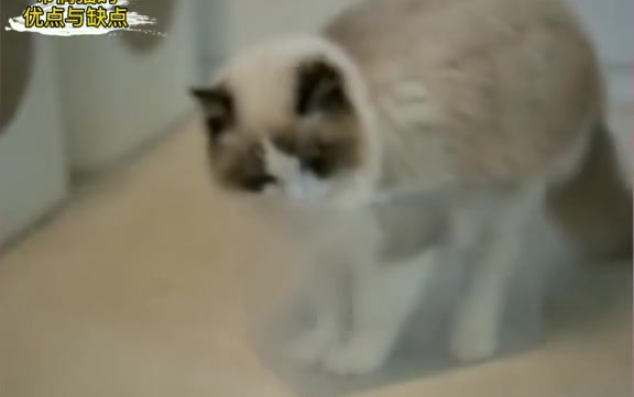 布偶猫的优点与缺点哔哩哔哩bilibili