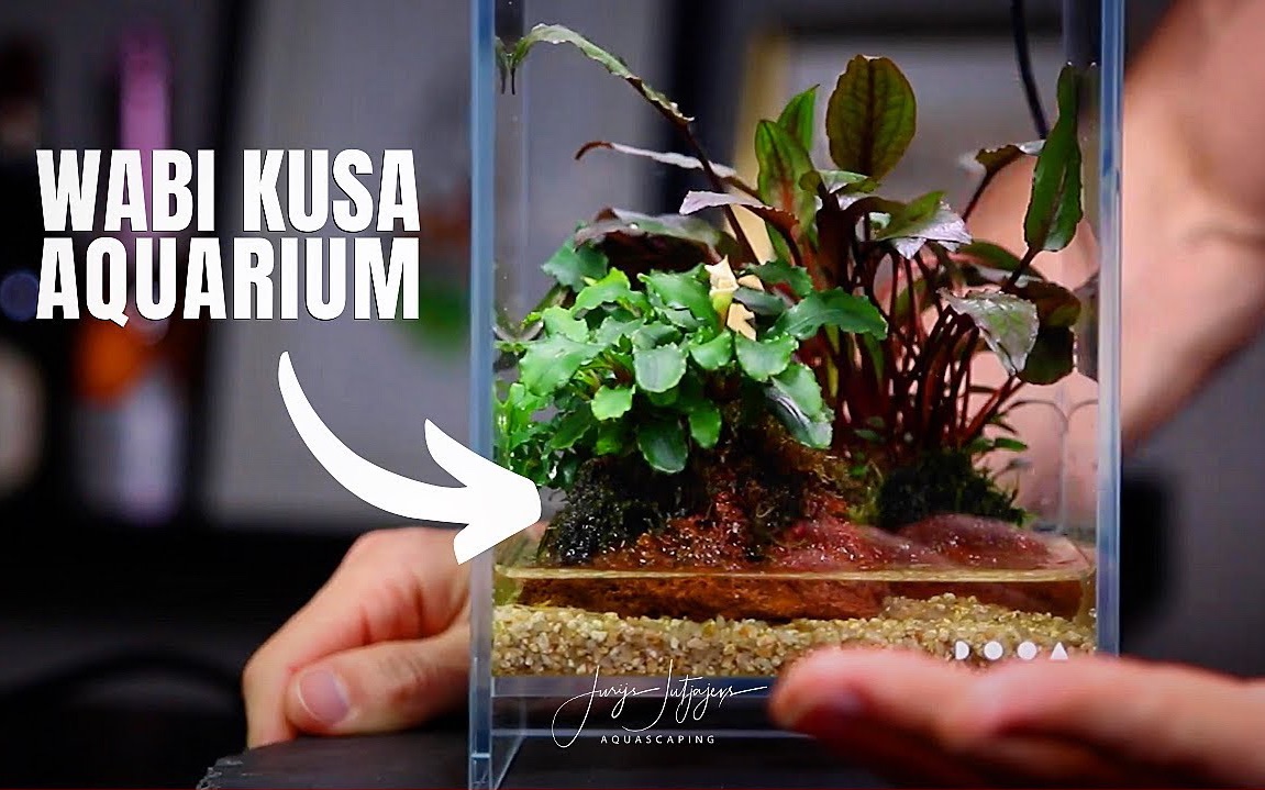 jurijs佗草缸造景dooa悬浮缸15x15x25