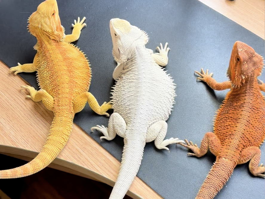 今天咱们来聊一聊鬃狮蜥小恐龙的色系