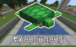 海龟蛋 哔哩哔哩 Bilibili