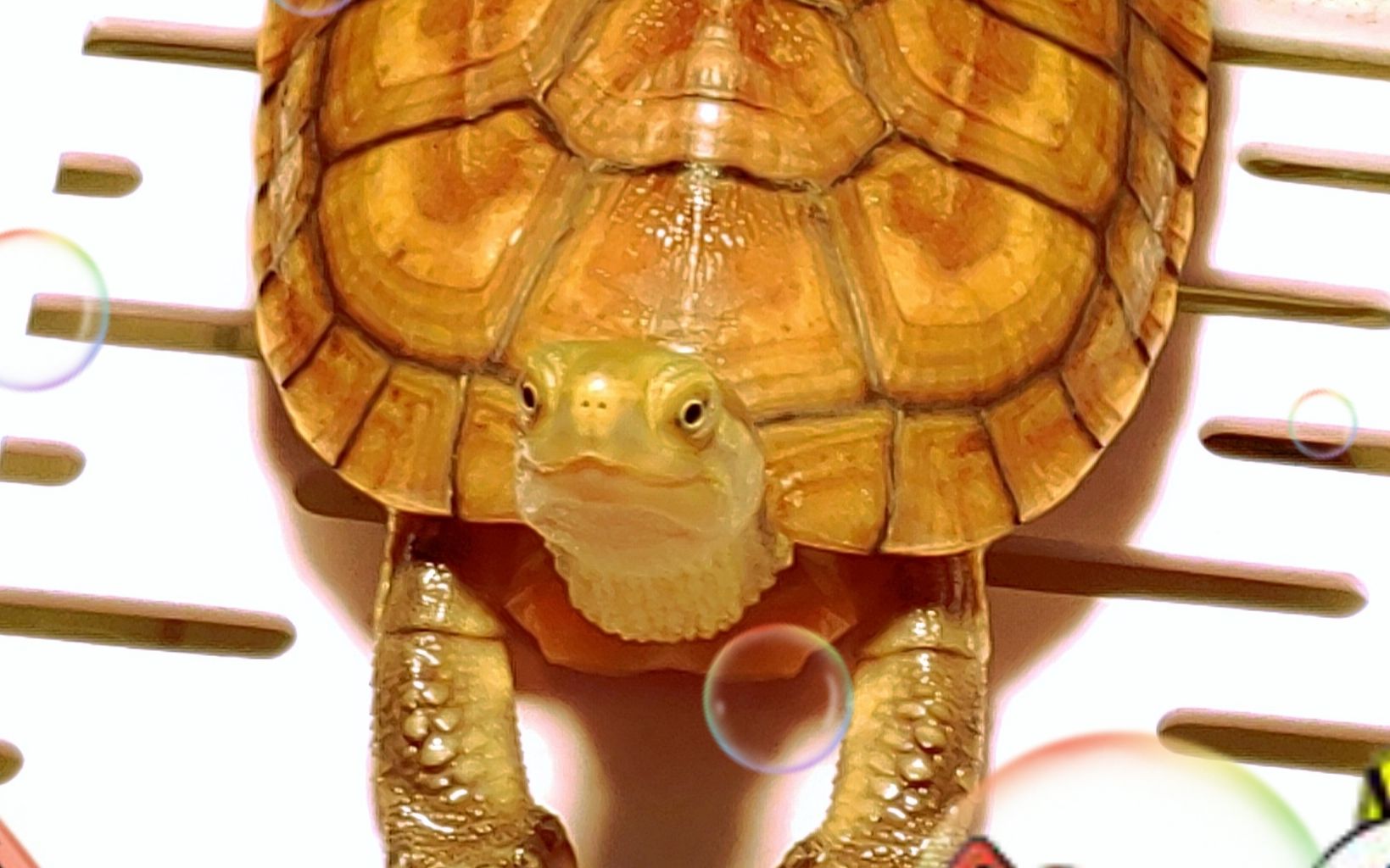 状态无敌#小青龟 #国龟黄喉