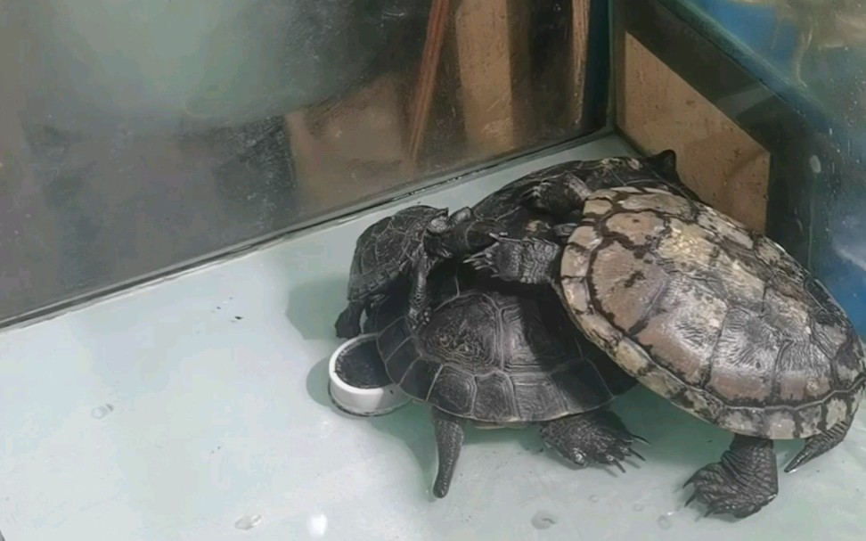 超市里的三只乌龟