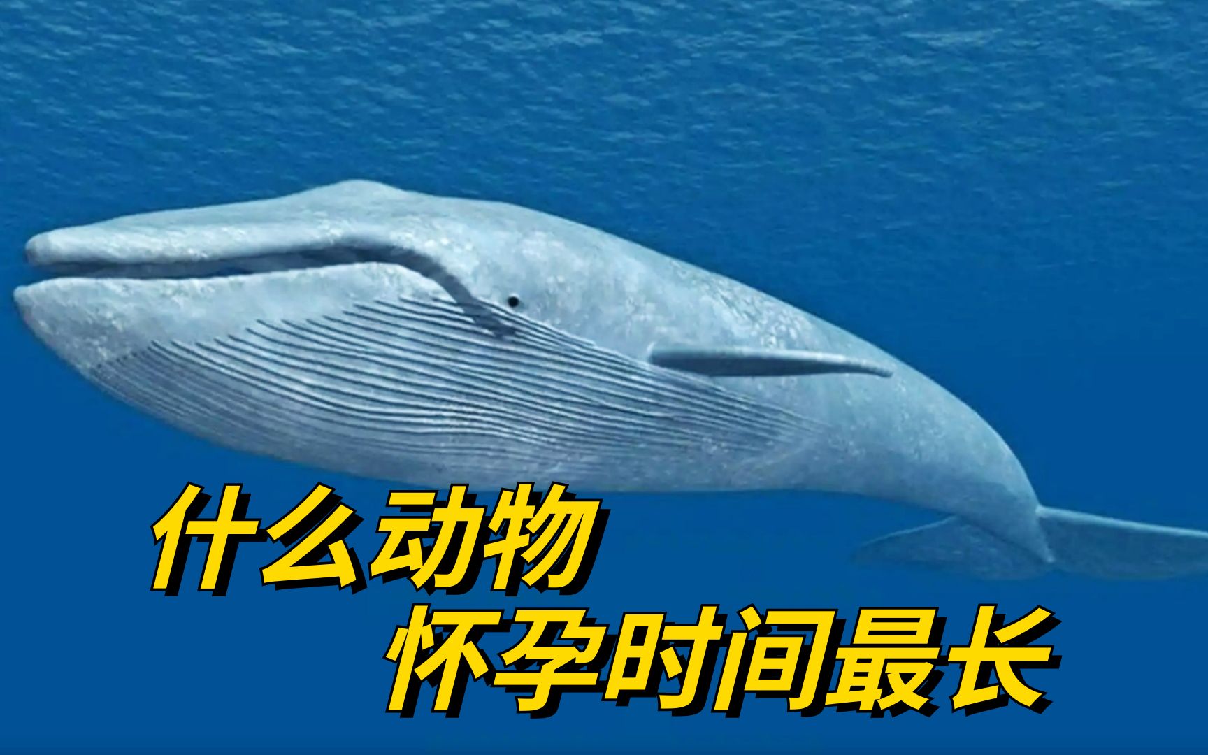 10种你没见过的动物孕妇,大象孕期长达2年,最后一种赶超哪吒