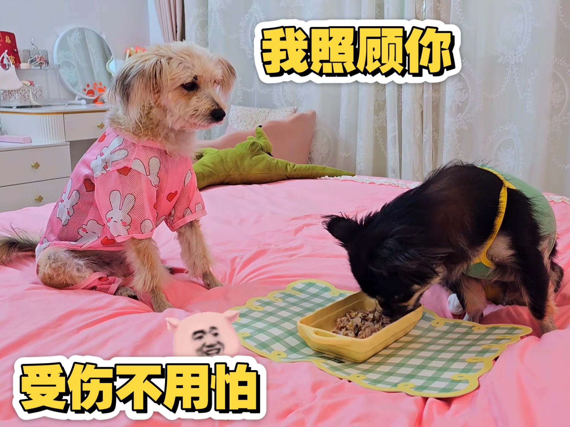 狗狗受伤了，卷毛：有我在，不怕！