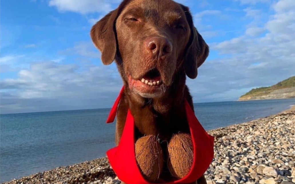 动物成精系列猪狗篇