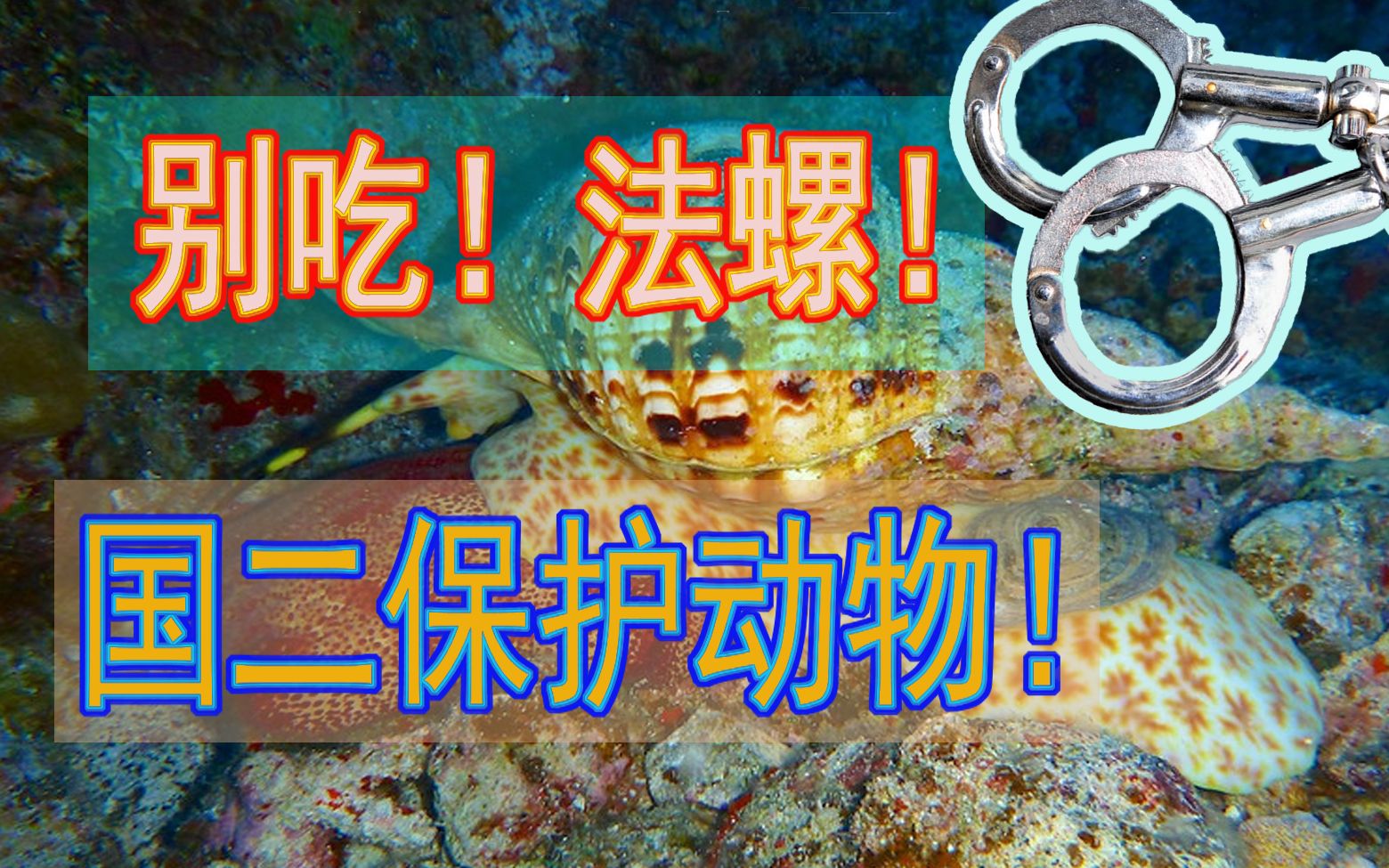 视频博主因吃这种海鲜而被刑拘法螺新进国家二级保护动物兰熊的科普