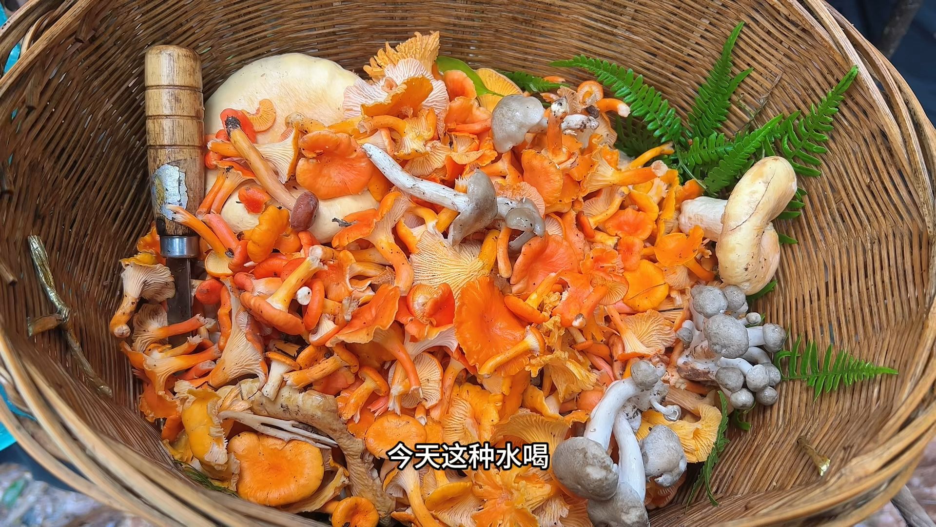 青椒炒鸡油菌
