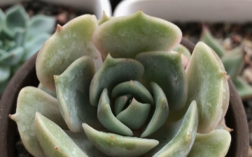 多肉植物 露娜莲 也称劳拉 Echeveria lola 母本为静夜 父本为丽娜莲 加利福尼亚DickWright育种师培育 叶片卵圆形 有白色霜粉哔哩哔哩bilibili