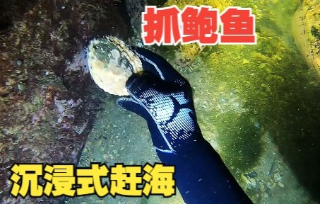 最近青岛的海清澈无比,安子开启沉浸式赶海模式,收获颇丰哔哩哔哩bilibili