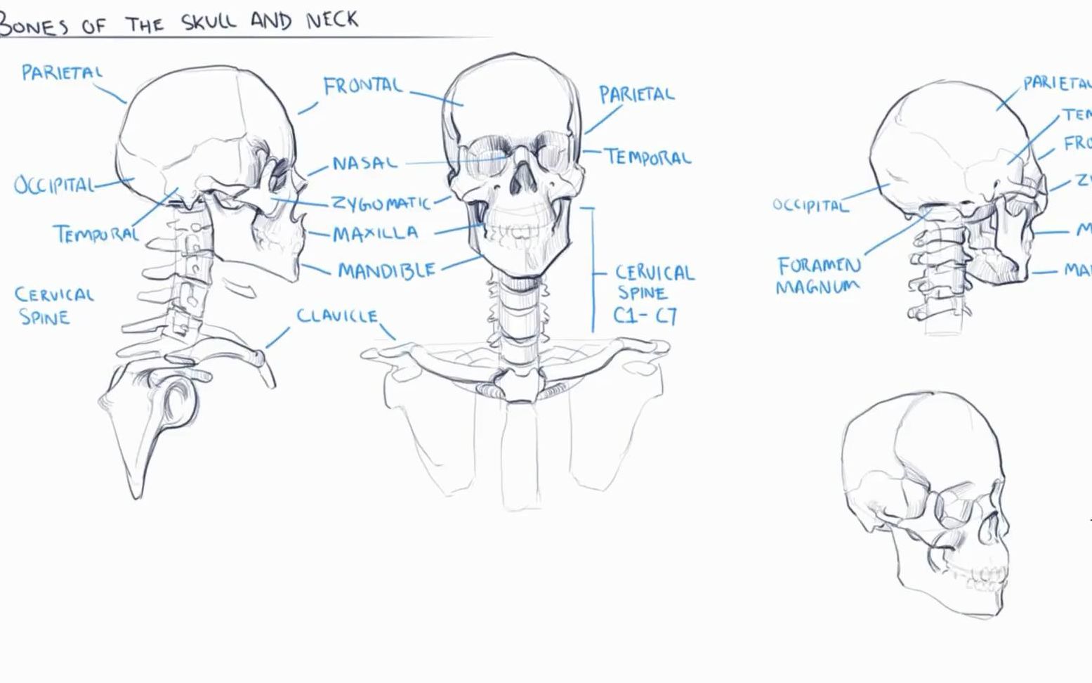 【绘画】Painting  关于人头骨的结构与画法ANATOMY OF THE HEAD PT. 1 BONEY ANATOMY哔哩哔哩bilibili