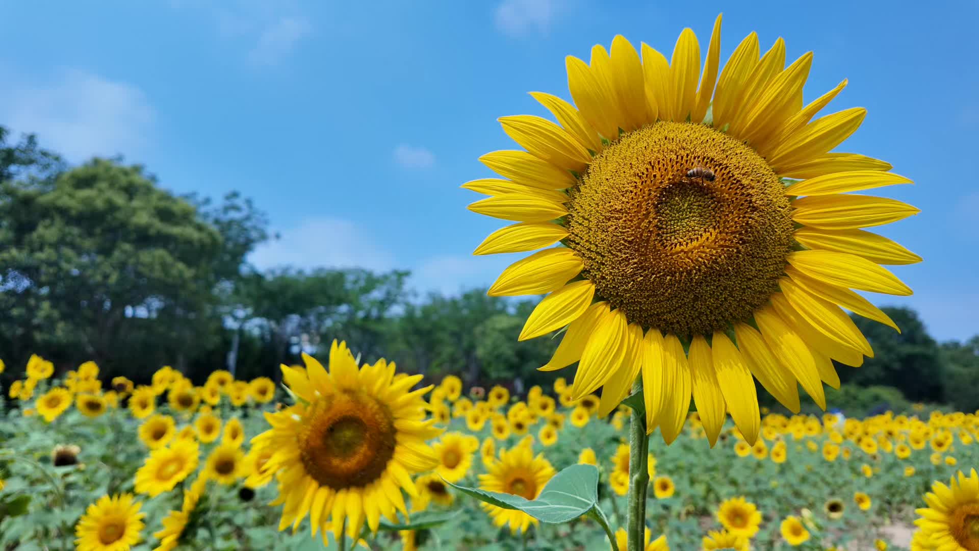 向日葵正当时