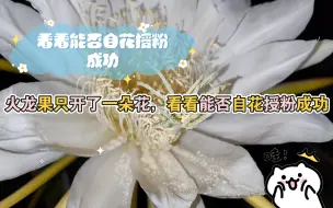 Télécharger la video: 火龙果开花授粉，只开了一朵花，看看能否自花授粉成功