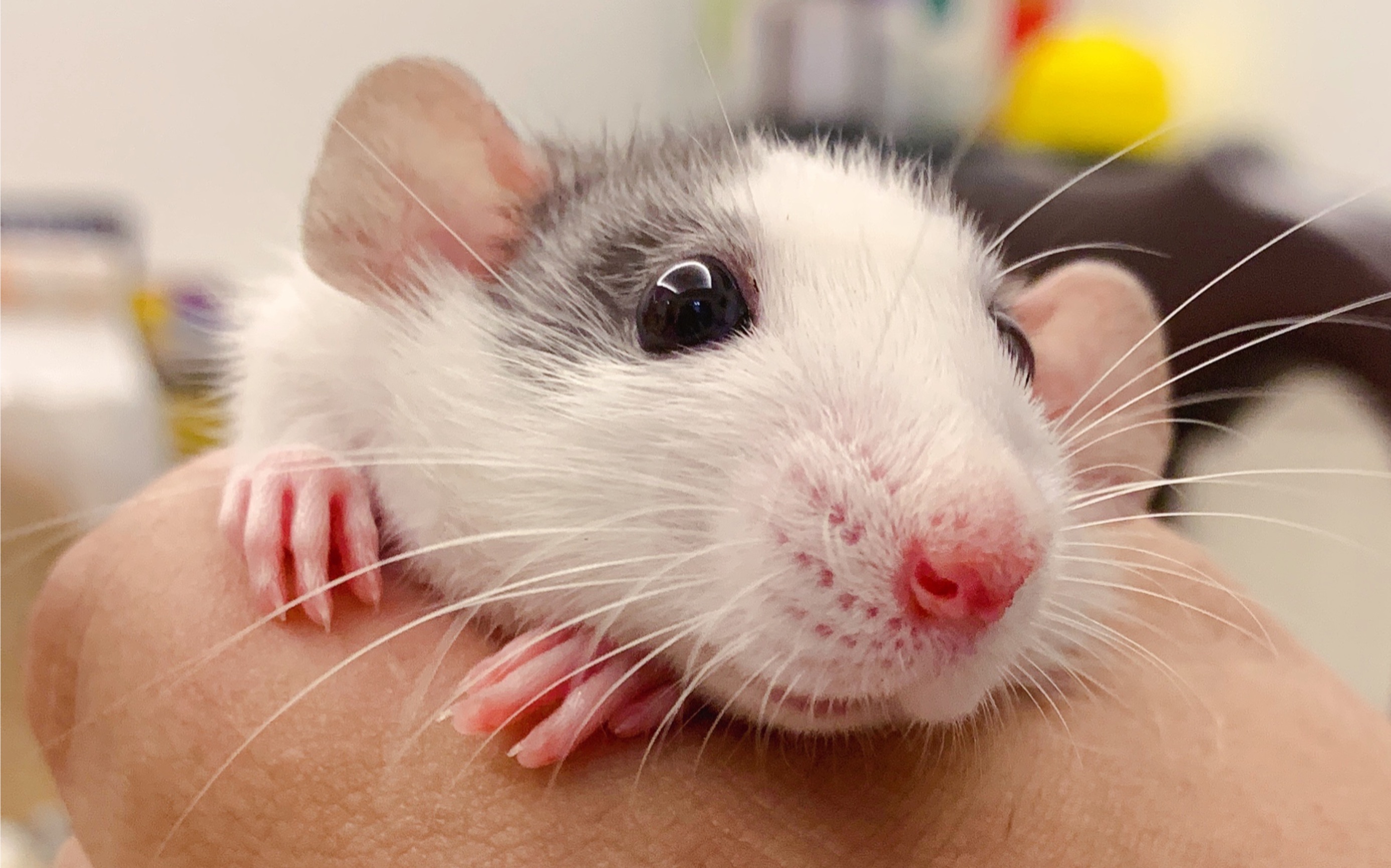 撸一只花枝鼠的手法